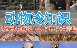 外面卖1699的国外纪录片解说(动物解说、美食、动画片)稳过中视频-小鸿资源库